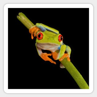 Red Eye Tree Frog No. 1 Sticker